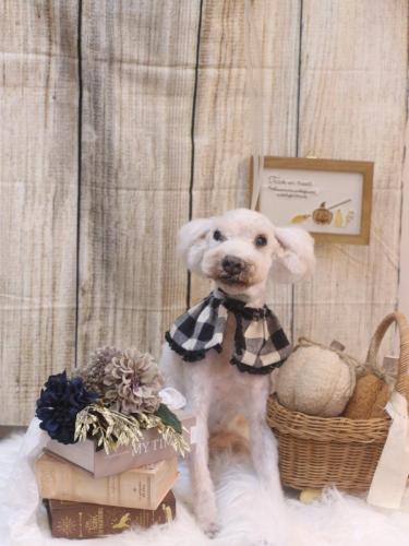 20241005まろんくん